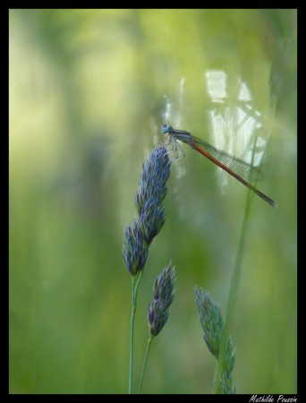Agrion orangé - Platycnemis acutipennis